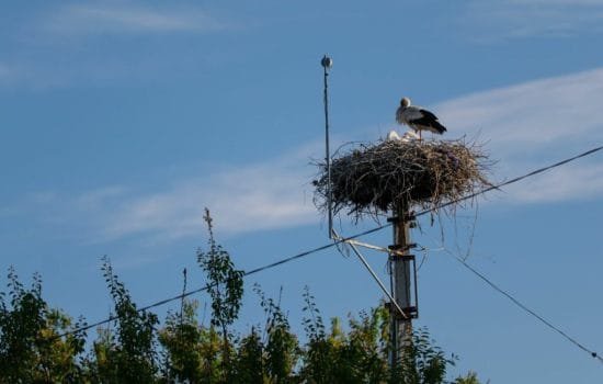 Лелека Грицько