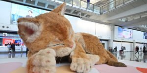 Гігантський кіт у Гонконзі: інтерактивний арт-об'єкт, що реагує на дотики