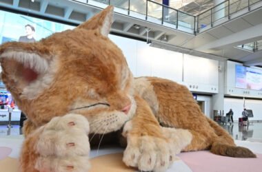 Гігантський кіт у Гонконзі: інтерактивний арт-об'єкт, що реагує на дотики