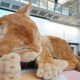 Гігантський кіт у Гонконзі: інтерактивний арт-об'єкт, що реагує на дотики