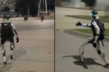 Гуманоїд Едвард проганав стадо диких кабанів